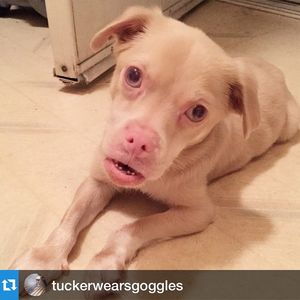 Image post by @animalplanet on Instagram