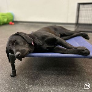 Image post by @dogtopiagr on Instagram