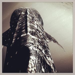 Image post by @discovery on Instagram