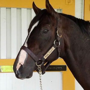 Image post by @thebloodhorse on Instagram