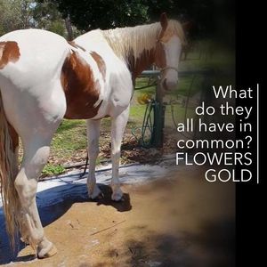 Video post by @WattlelaneFlowersGold on Facebook