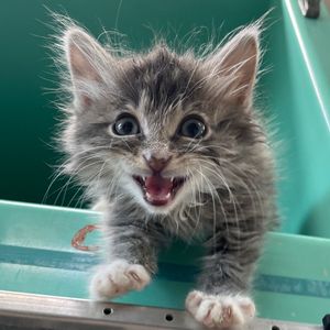 Image post by @whitmanpets on Instagram