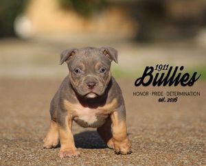 Image post by @1911bullies on Facebook