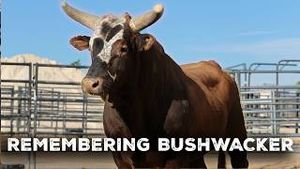 Video post by @pbr on YouTube