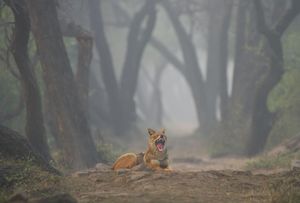 Image post by @discovery on Instagram