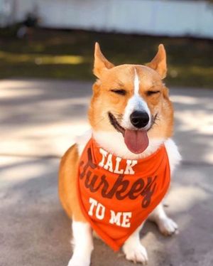 Image post by @evolvepetfood on Instagram