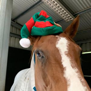 Image post by @snaffle_it on Instagram