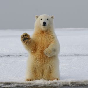 Image post by @animalplanet on Instagram