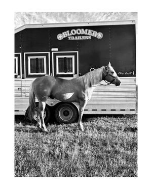 Image post by @bloomertrailers on Instagram