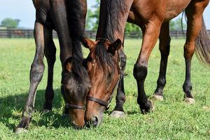 Image post by @spendthriftfarm on Instagram