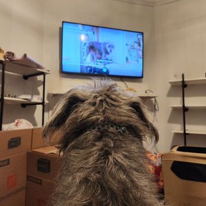 Image post by @thesavannahwolfhound on Instagram
