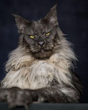 Image post by @animalplanet on Instagram