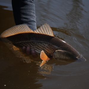 Image post by @toadfishoutfitters on Instagram