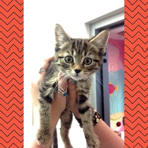 Image post by @animalplanet on Instagram