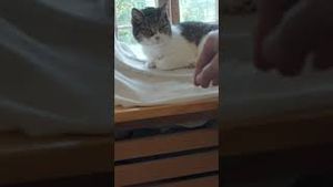 Video post by @streamonmax on YouTube