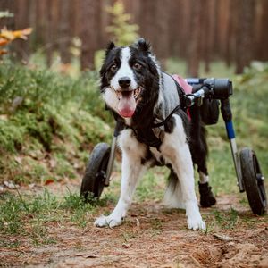 Image post by @walkinpets on Instagram