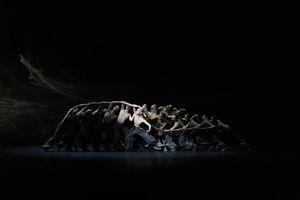 Image post by @bostonballet on Instagram
