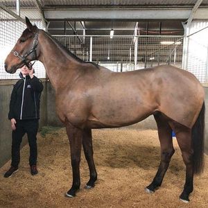 Image post by @australianturfclub on Instagram