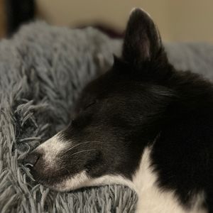 Image post by @tux_the_blue_pomsky on Instagram