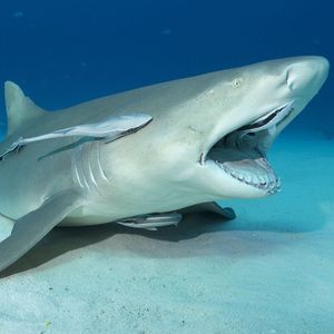 Image post by @discovery on Instagram