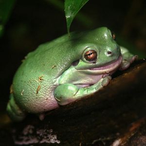 Image post by @animalplanet on Instagram