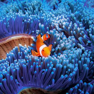 Image post by @discovery on Instagram