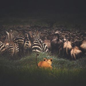 Image post by @discovery on Instagram