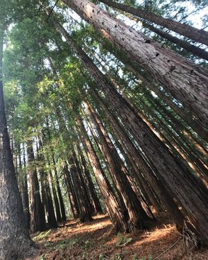 Image post by @ucsc on Instagram