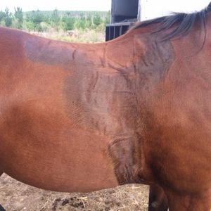 Image post by @performancesaddlefitssthsydney on Instagram