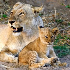 Image post by @chiawasafaris on Instagram