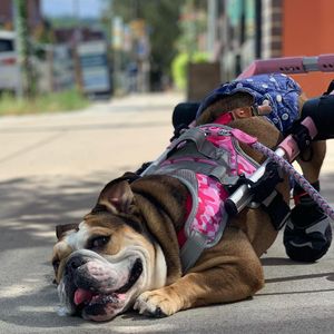 Image post by @walkinpets on Instagram