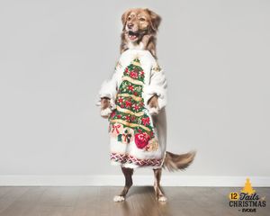 Image post by @evolvepetfood on Instagram