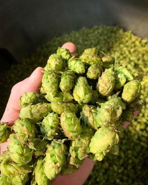 Image post by @navigationbrewingco on Instagram