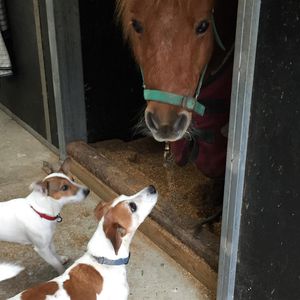 Image post by @snaffle_it on Instagram