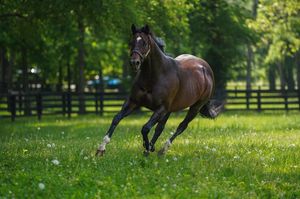 Image post by @spendthriftfarm on Instagram