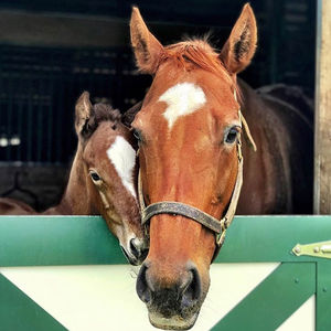 Image post by @thebloodhorse on Instagram