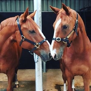 Image post by @snaffle_it on Instagram