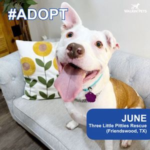 Image post by @walkinpets on Instagram