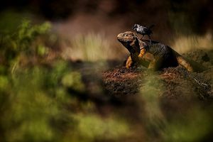 Image post by @natgeo on Instagram