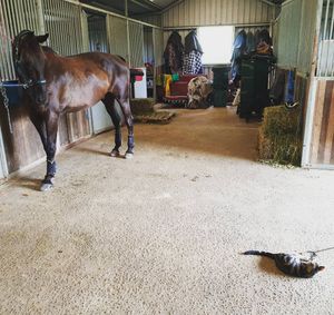 Image post by @performancesaddlefitssthsydney on Instagram