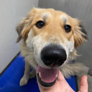 Image post by @whitmanpets on Instagram