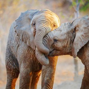 Image post by @animalplanet on Instagram