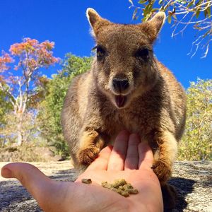 Image post by @animalplanet on Instagram