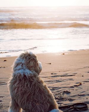 Image post by @evolvepetfood on Instagram