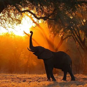 Image post by @chiawasafaris on Instagram