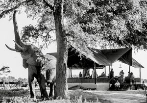 Image post by @chiawasafaris on Instagram