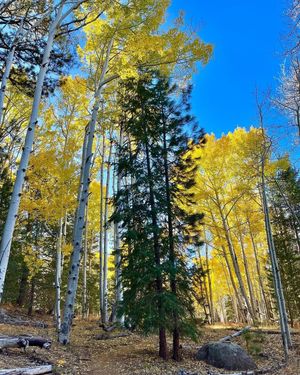 Image post by @nauflagstaff on Instagram