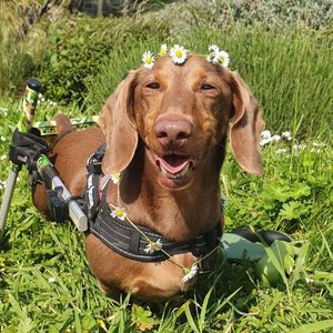 Image post by @walkinpets on Instagram