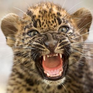 Image post by @discovery on Instagram