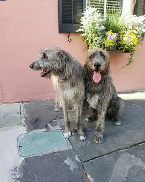 Image post by @thesavannahwolfhound on Instagram